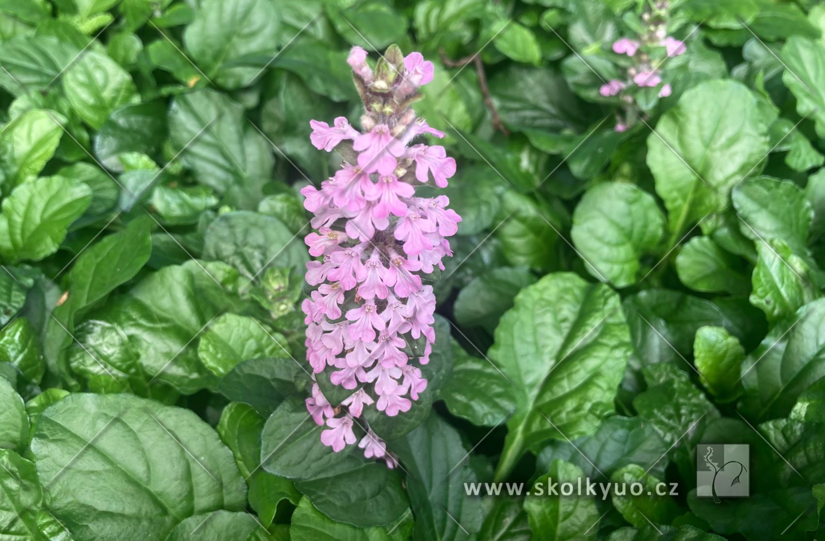 Ajuga reptans ´Rosea´