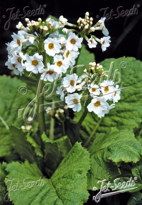 Primula japonica ´Alba´