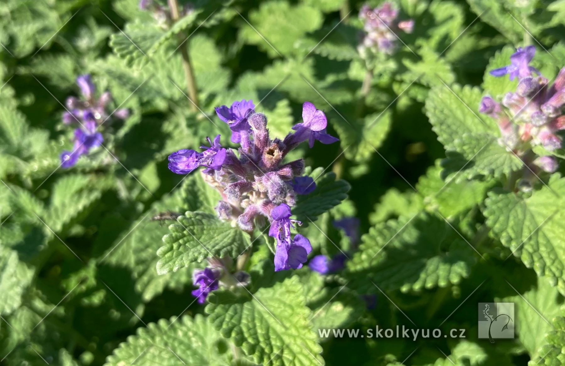 Nepeta racemosa ´Little Titch´