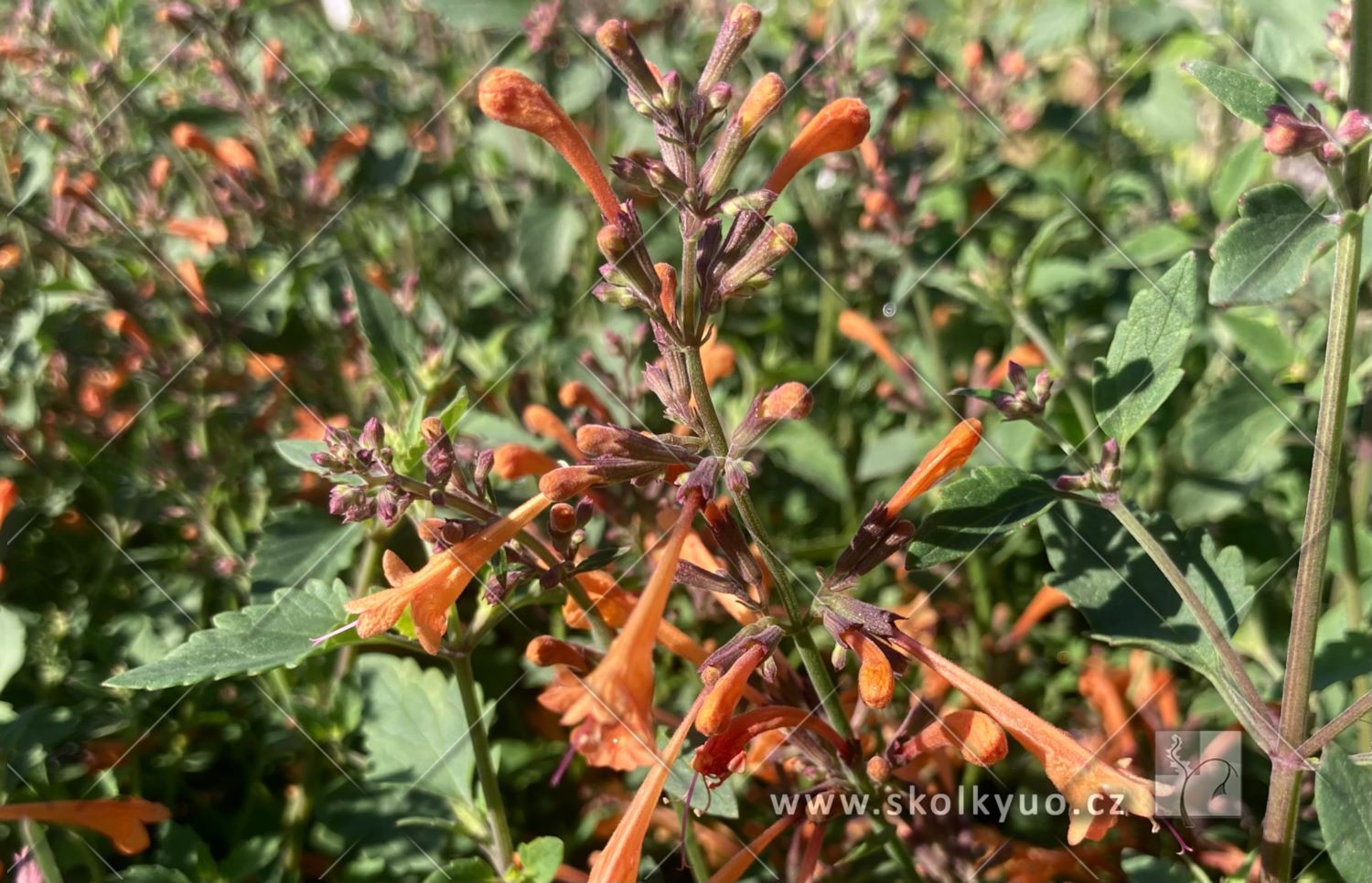 Agastache ´Kudos Mandarin´