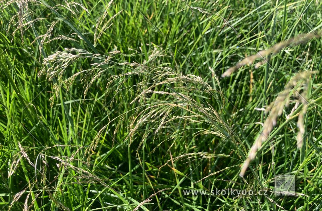 Deschampsia caespitosa ´Goldschleier´