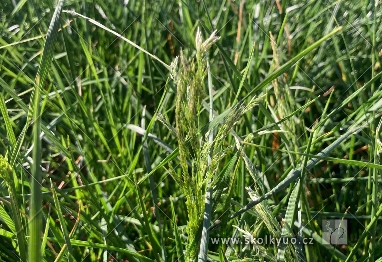 Deschampsia caespitosa ´Palava´