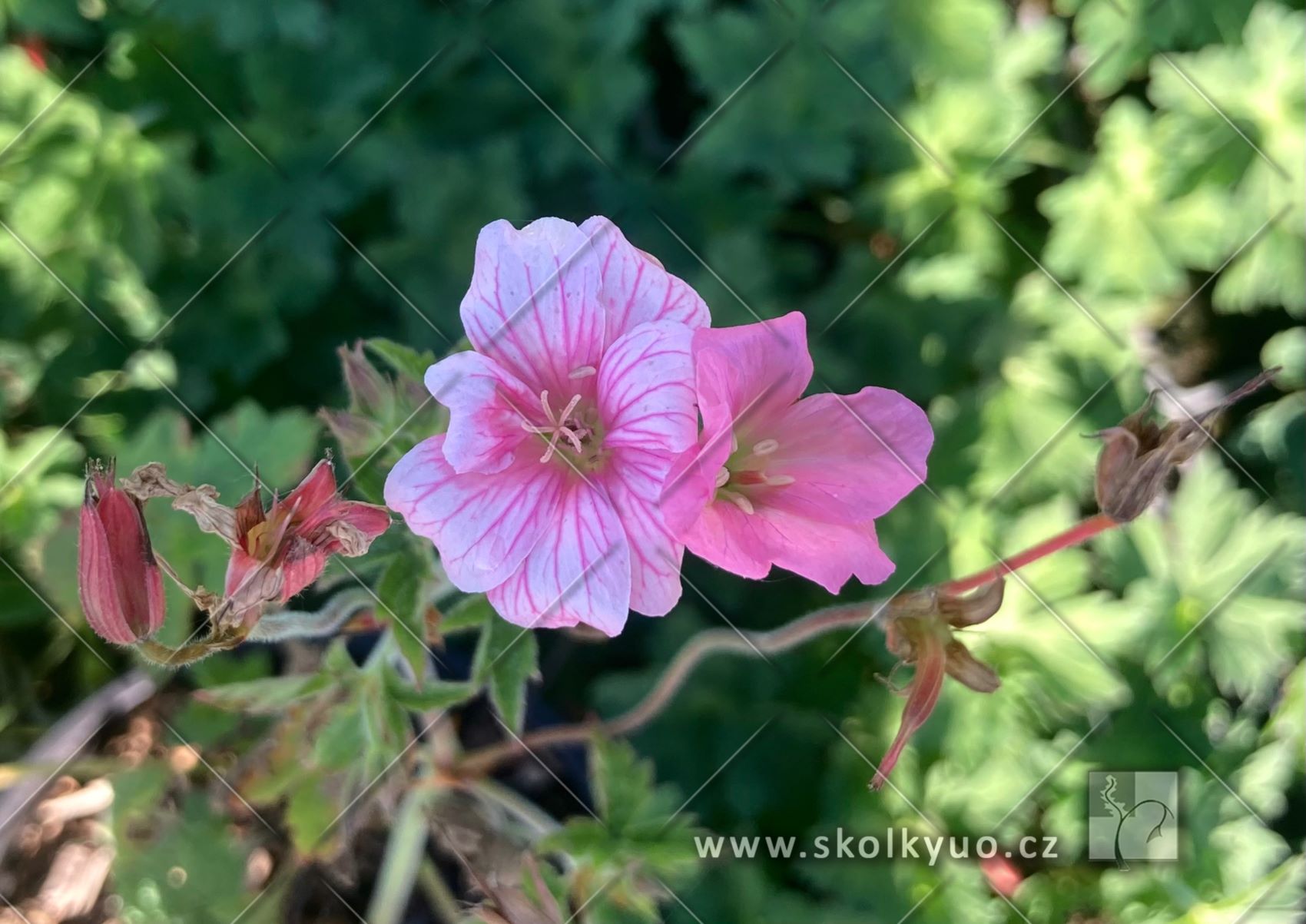 Geranium endressii ´Wargrave Pink´