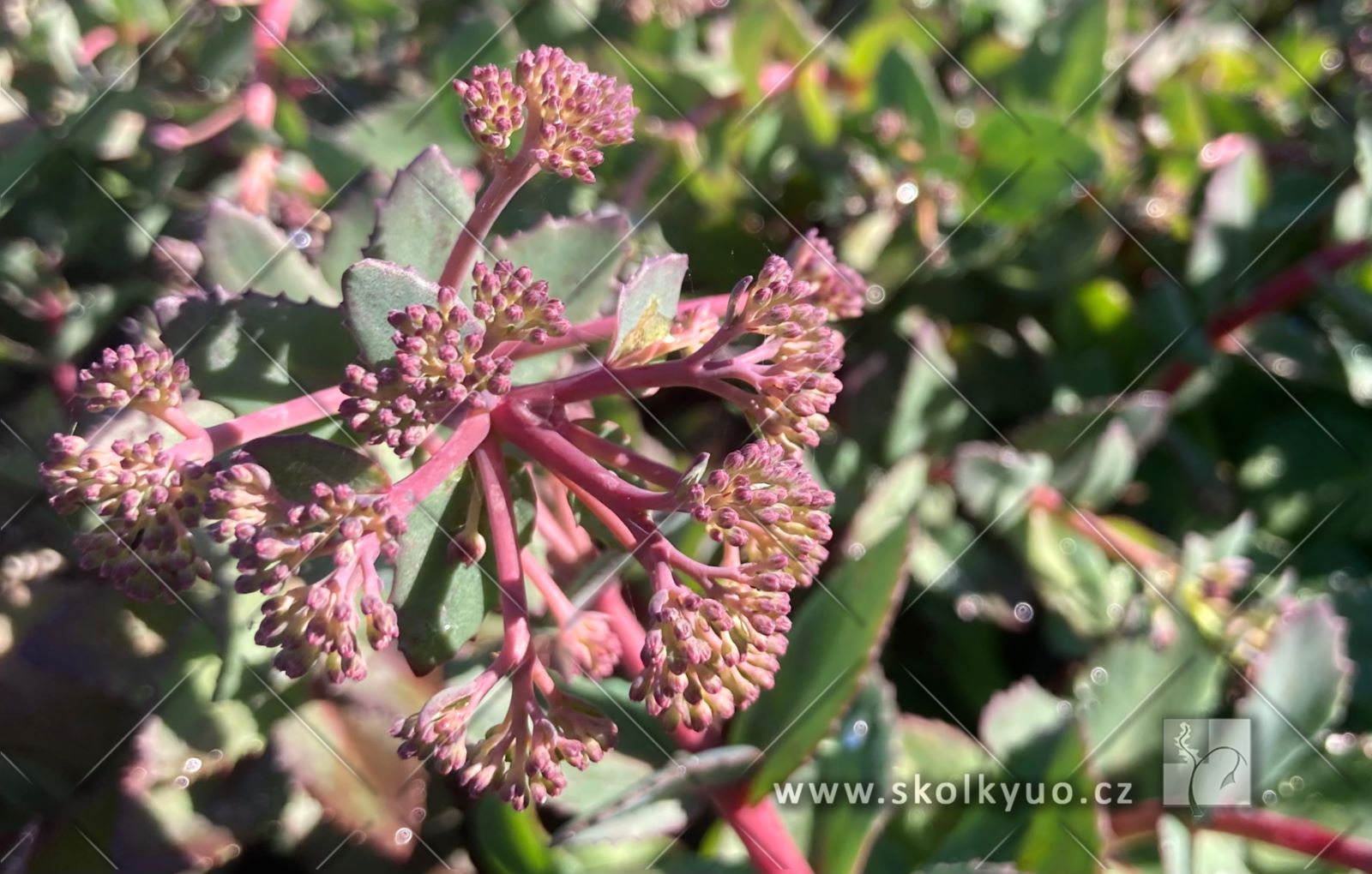 Sedum ´Red Cauli´
