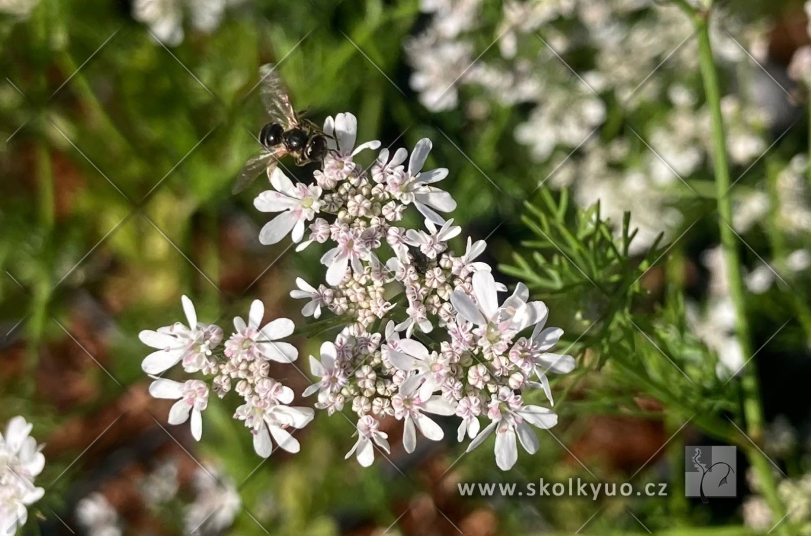 Coriandrum sativum
