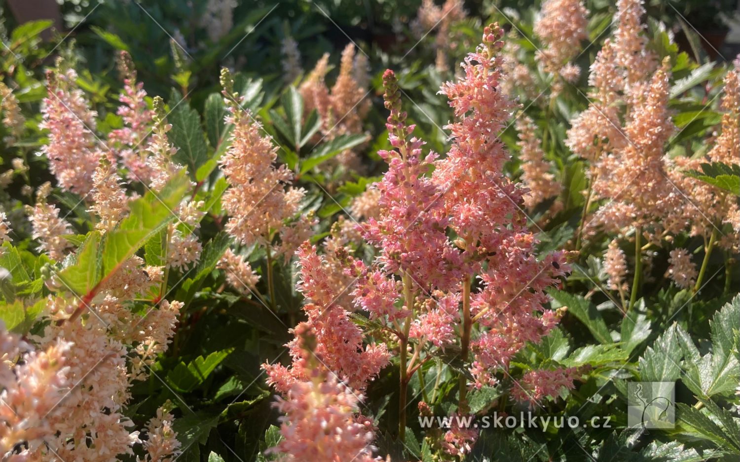 Astilbe ´Younique Salmon´®