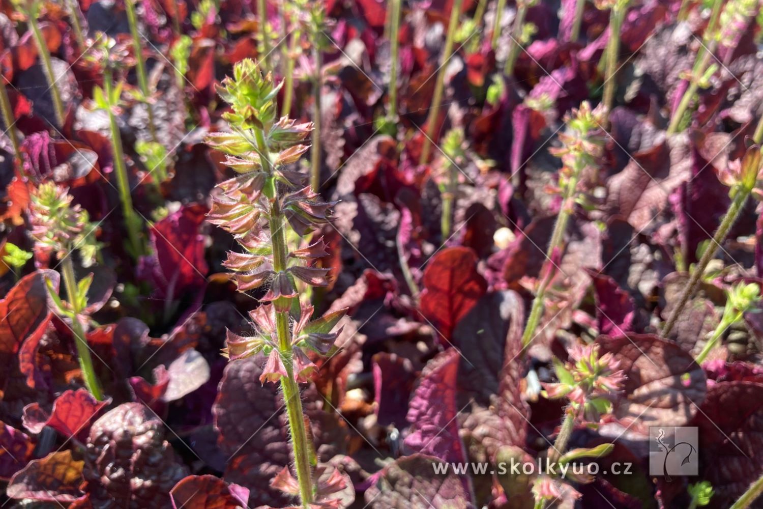 Salvia lyrata ´Purple Knockout´