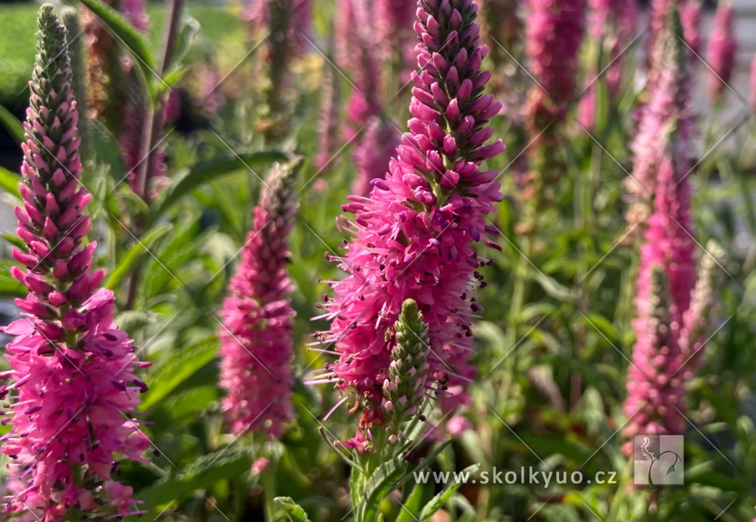 Veronica spicata ´Rotfuchs´