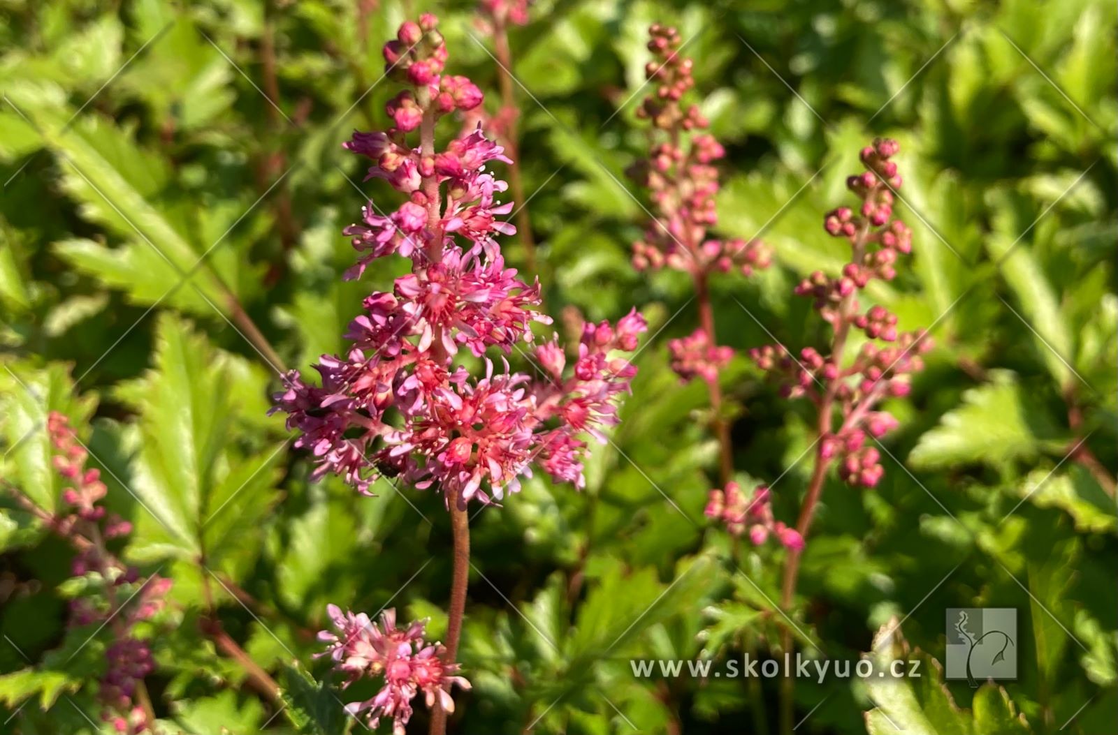 Astilbe (J) ´Bremen´