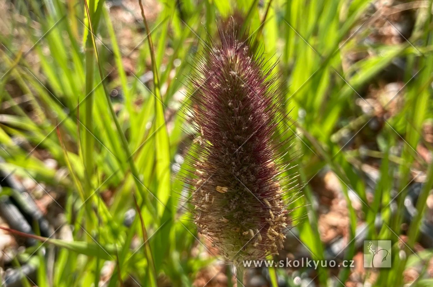 Pennisetum messiacum ´Red Bunny Tails´