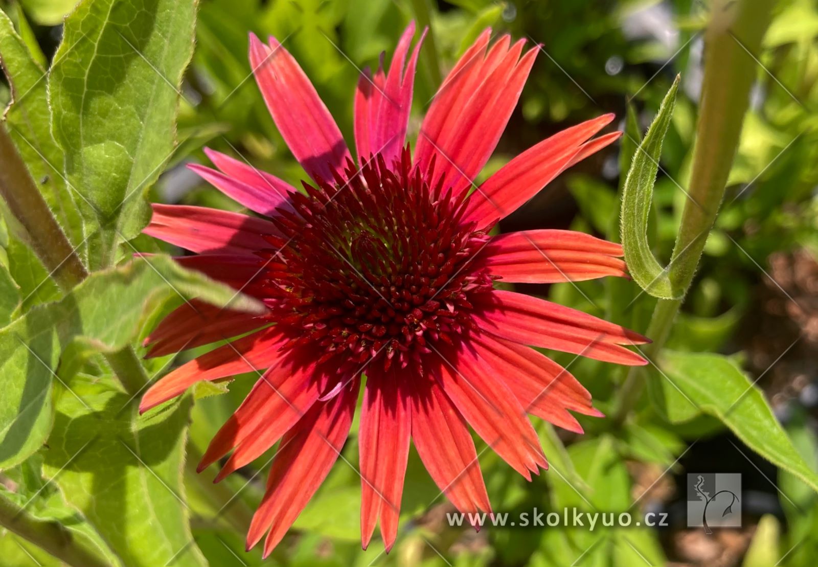 Echinacea ´Carrot Cake´