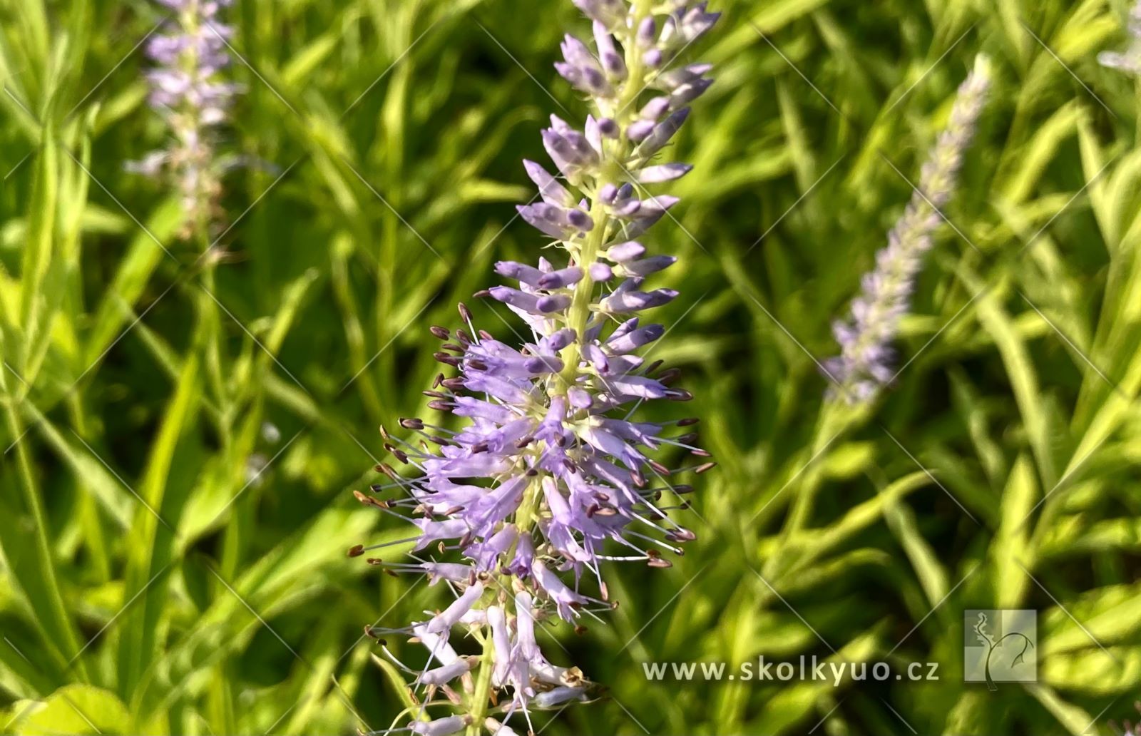 Veronicastrum virginicum ´Temptation´