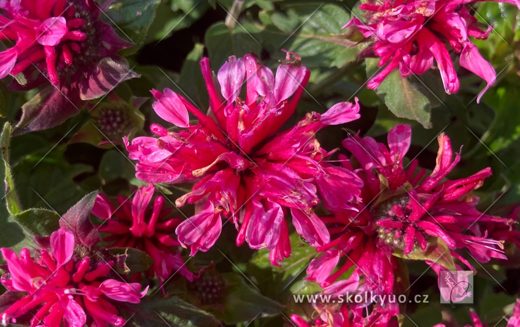 Monarda didyma ´Cranberry Lace®´
