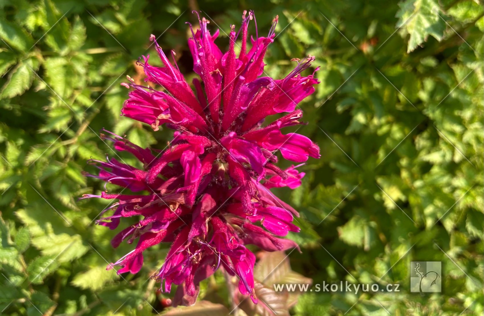 Monarda ´Kardinal´