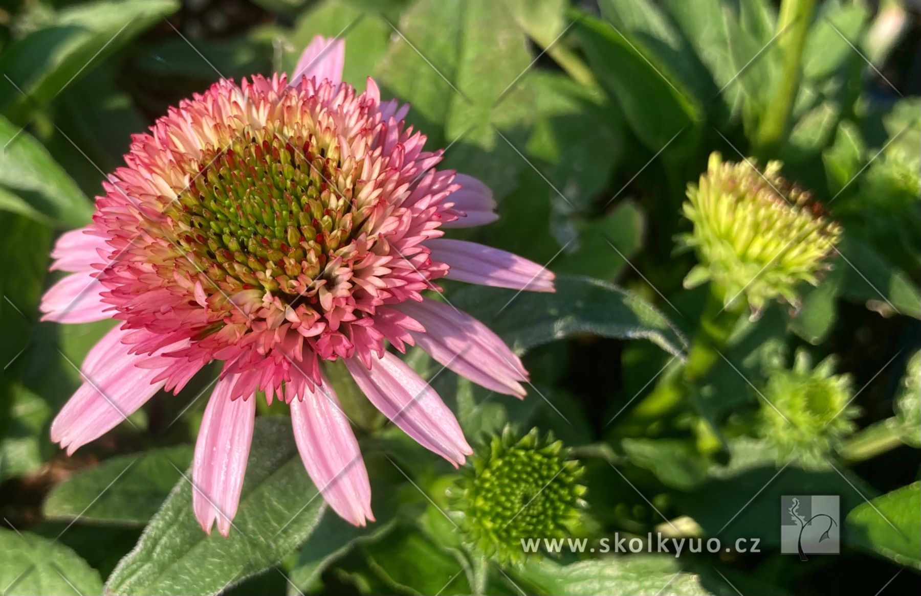Echinacea ´Sombrero® Double Pink´
