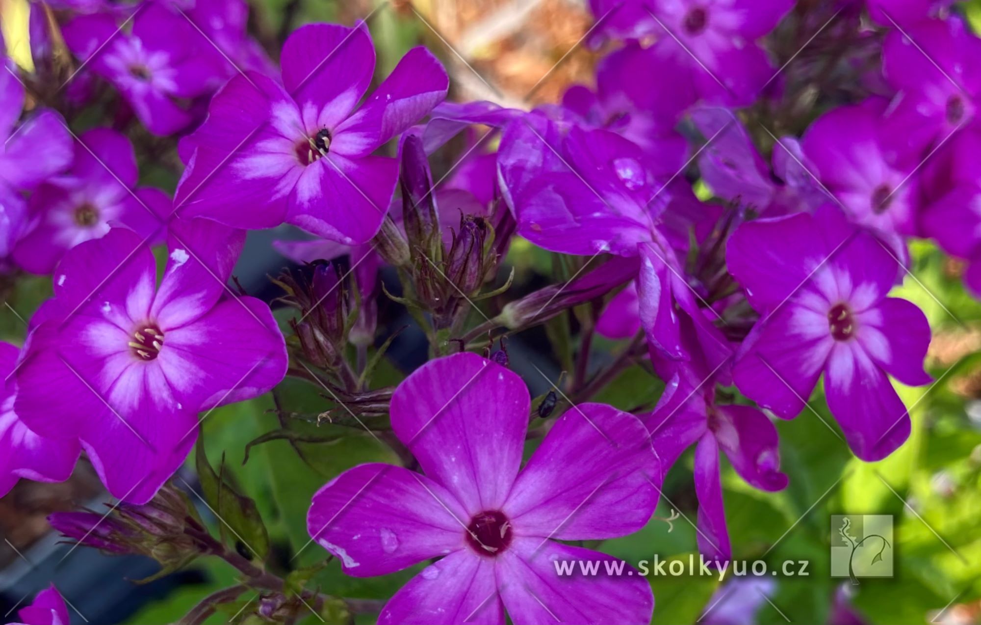 Phlox paniculata ´Flame® Pro Purple´