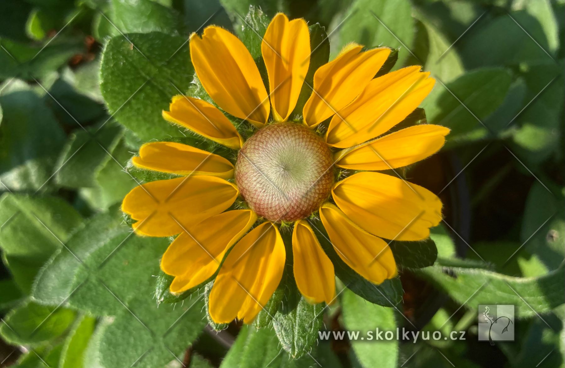 Rudbeckia ´SmileyZ± Divine´