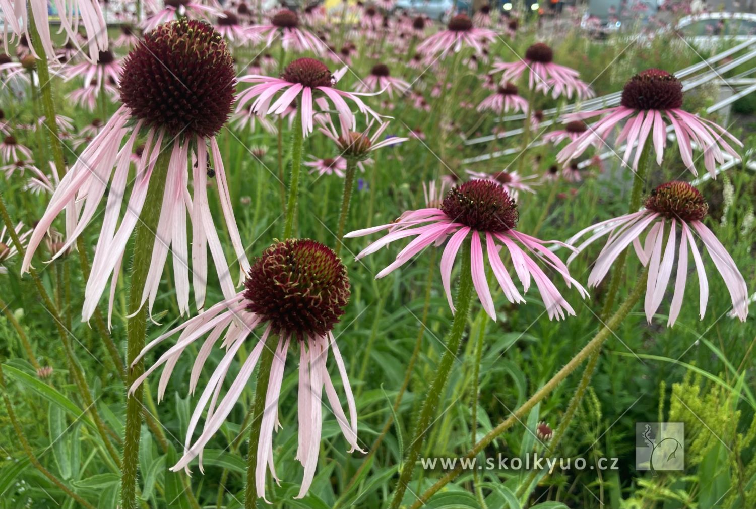 Echinacea pallida