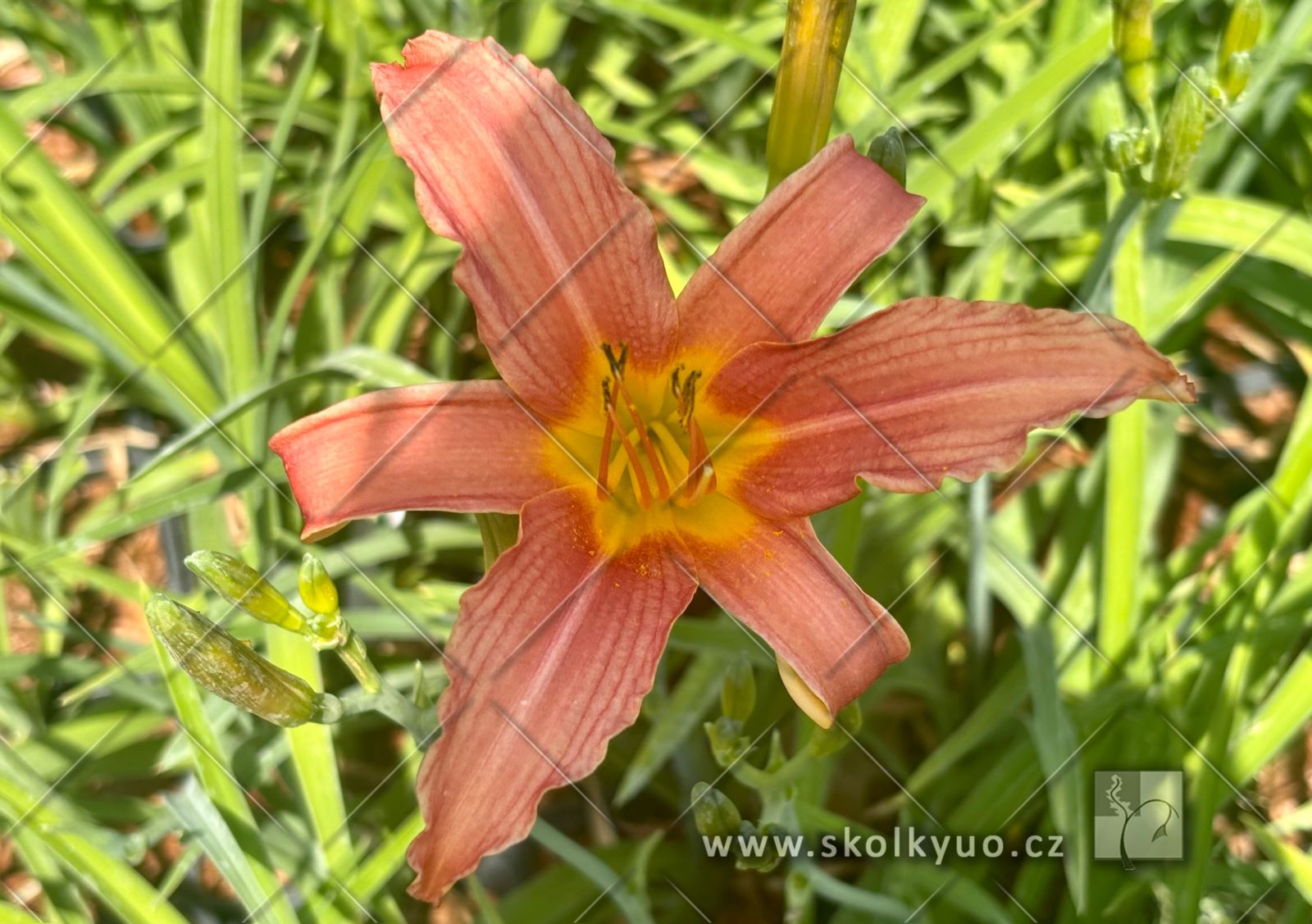 Hemerocallis ´Pink Damask´