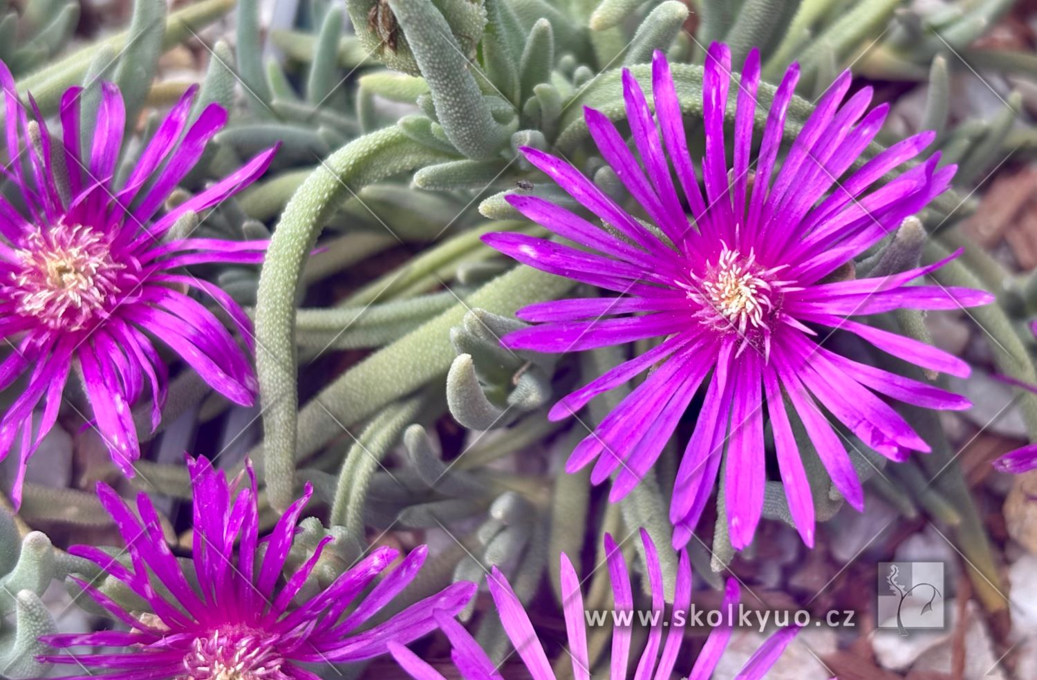 Delosperma cooperi