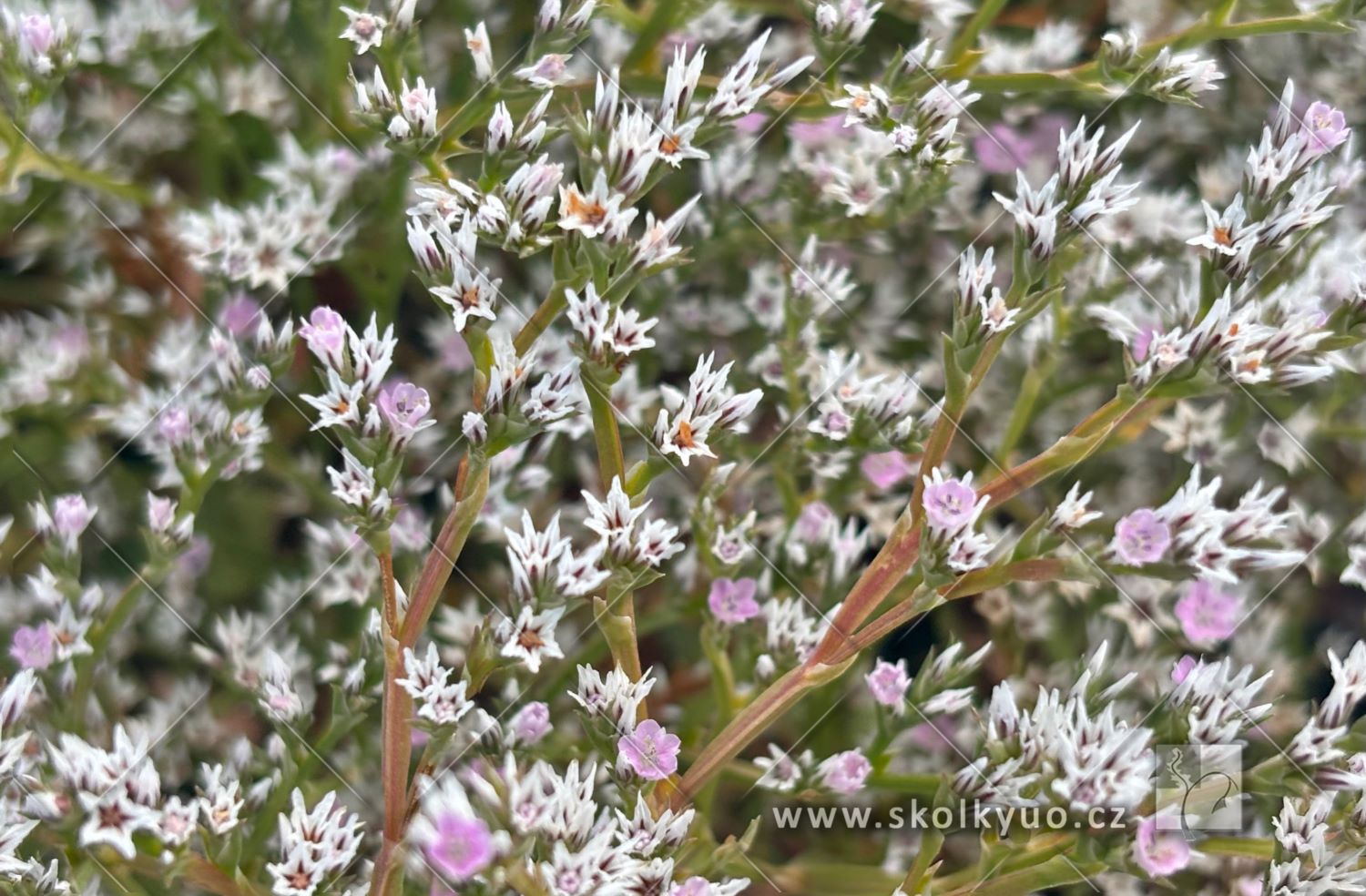 Goniolimon tataricum