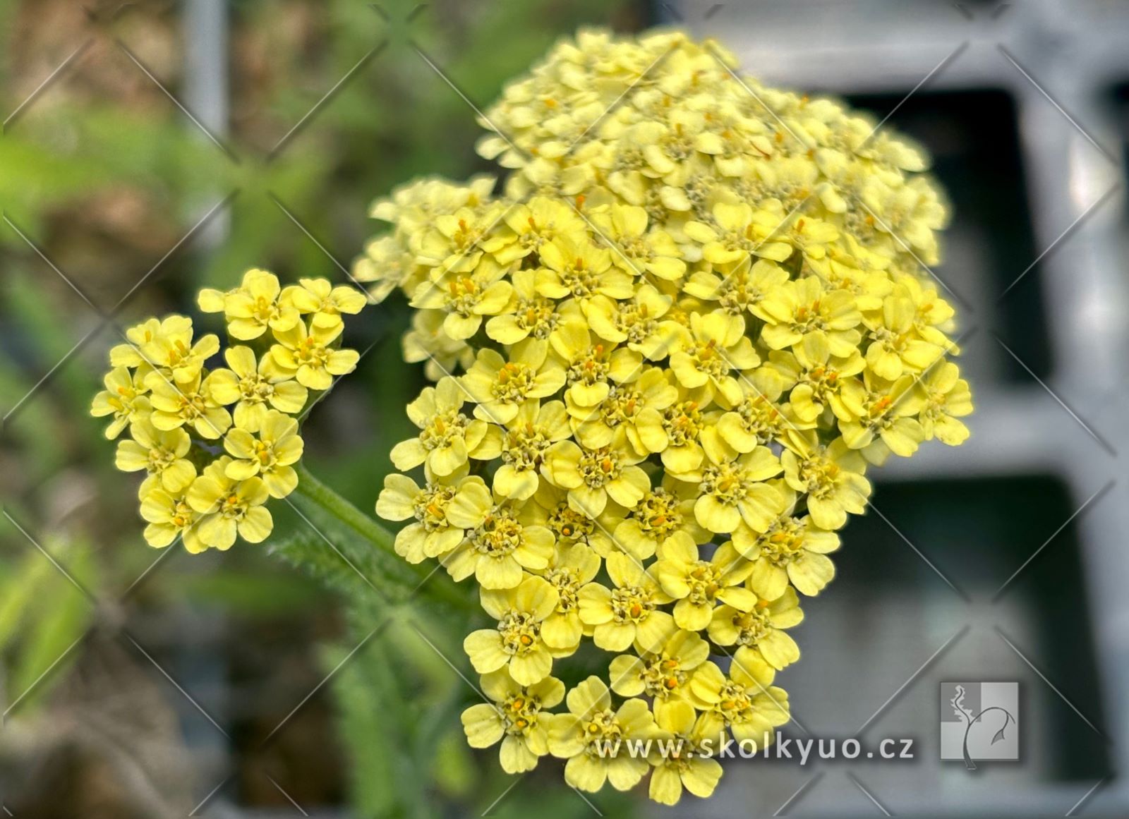 Achillea filipendulina ´Cloth of Gold´