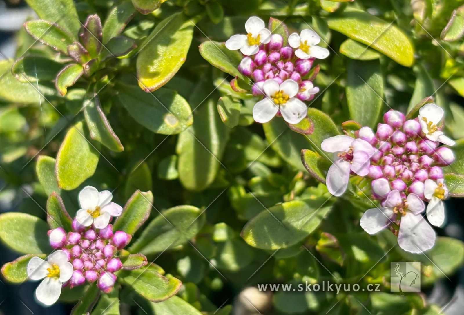 Iberis ´Pink Ice´®