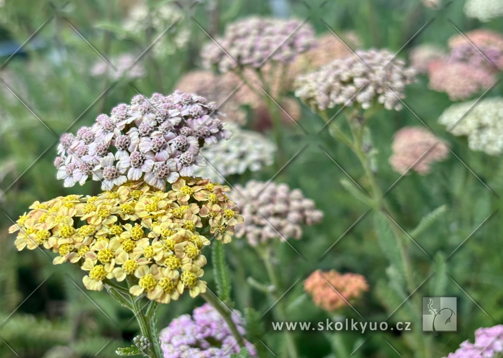 Achillea millefolium ´Summer Pastels´