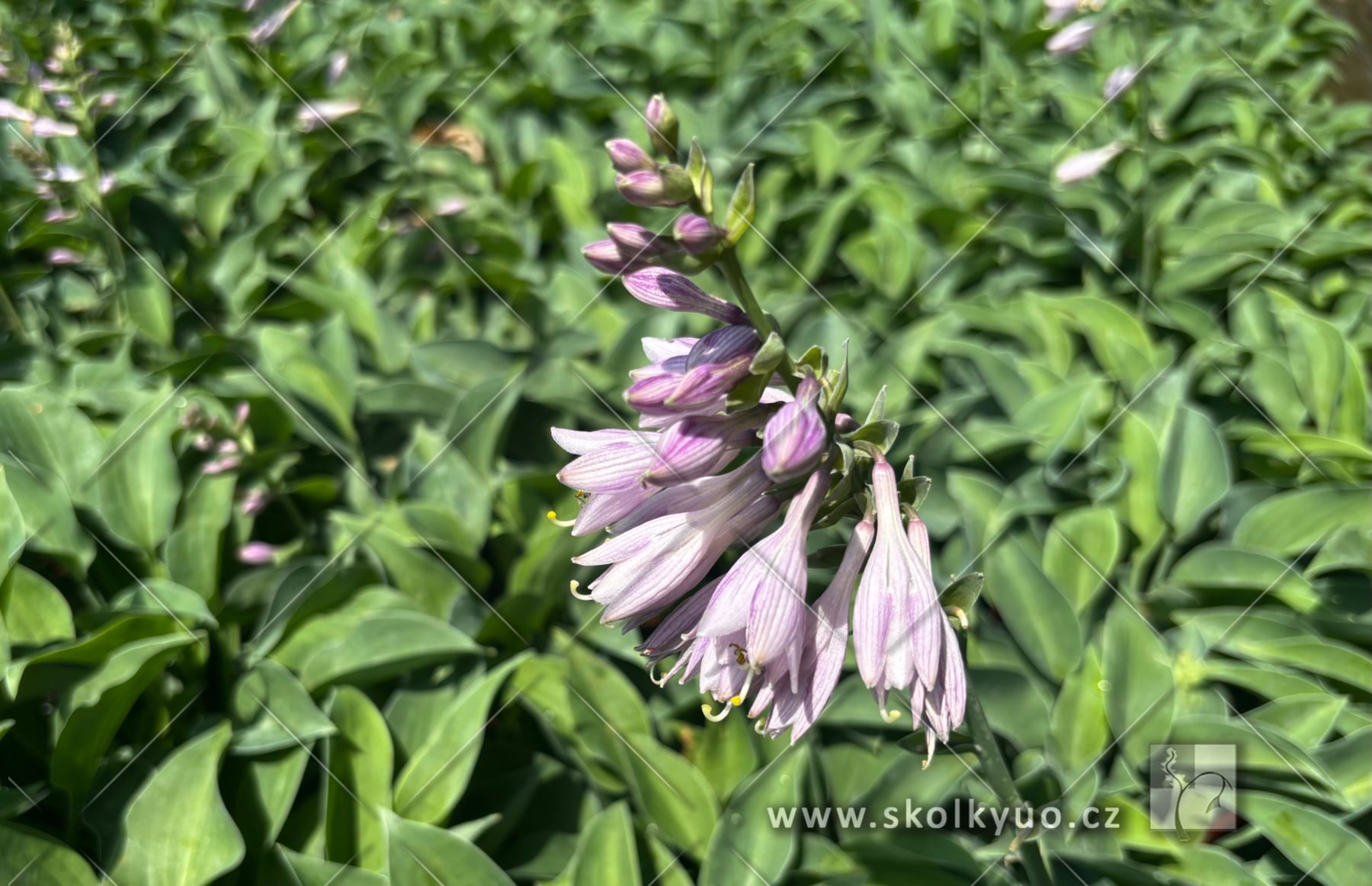 Hosta ´Blue Cadet´