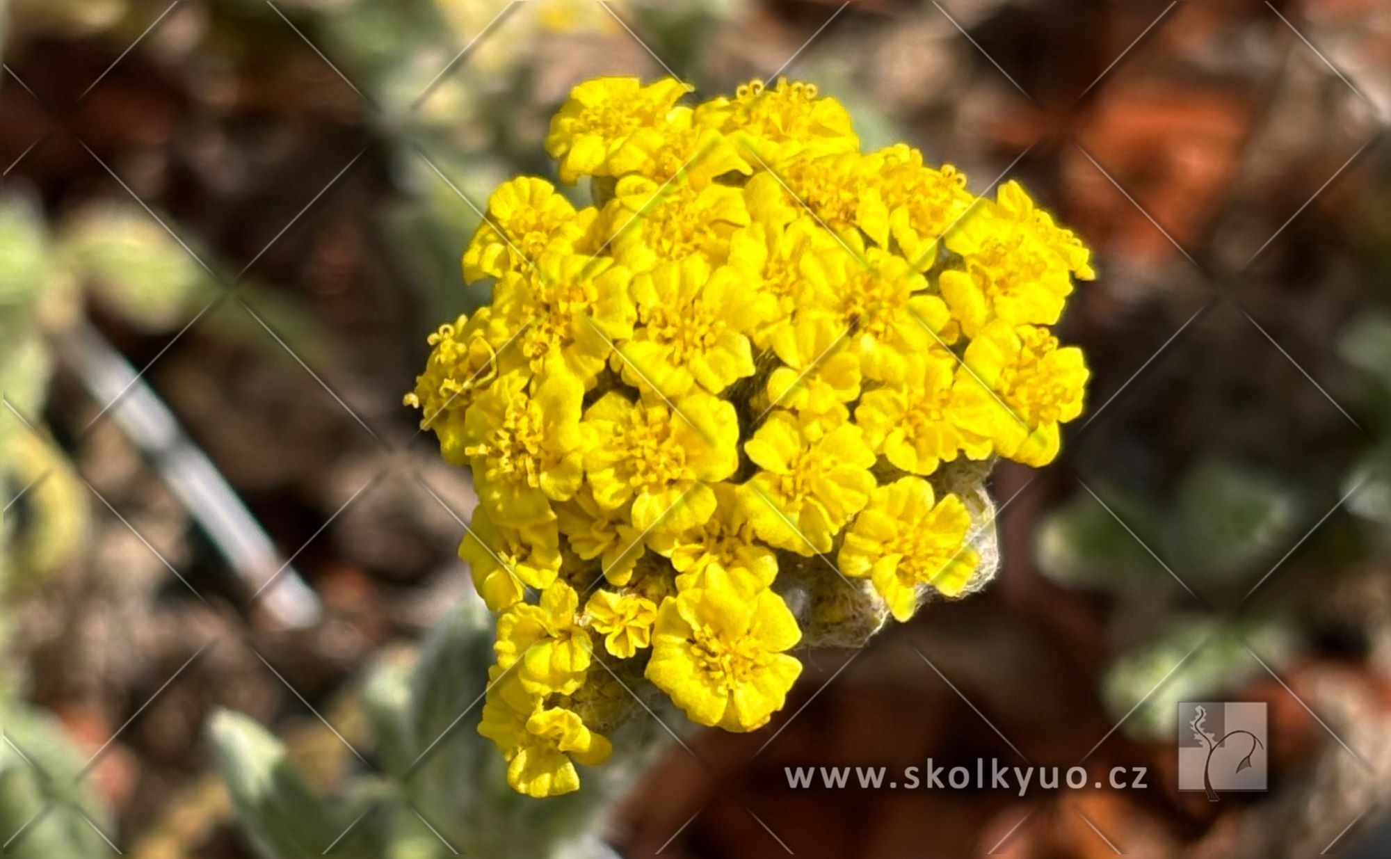 Achillea millefolium ´Desert Eve Yellow ´