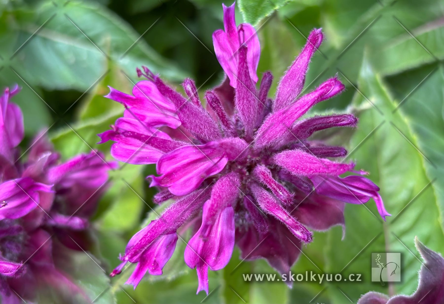 Monarda ´Bee-Pure´