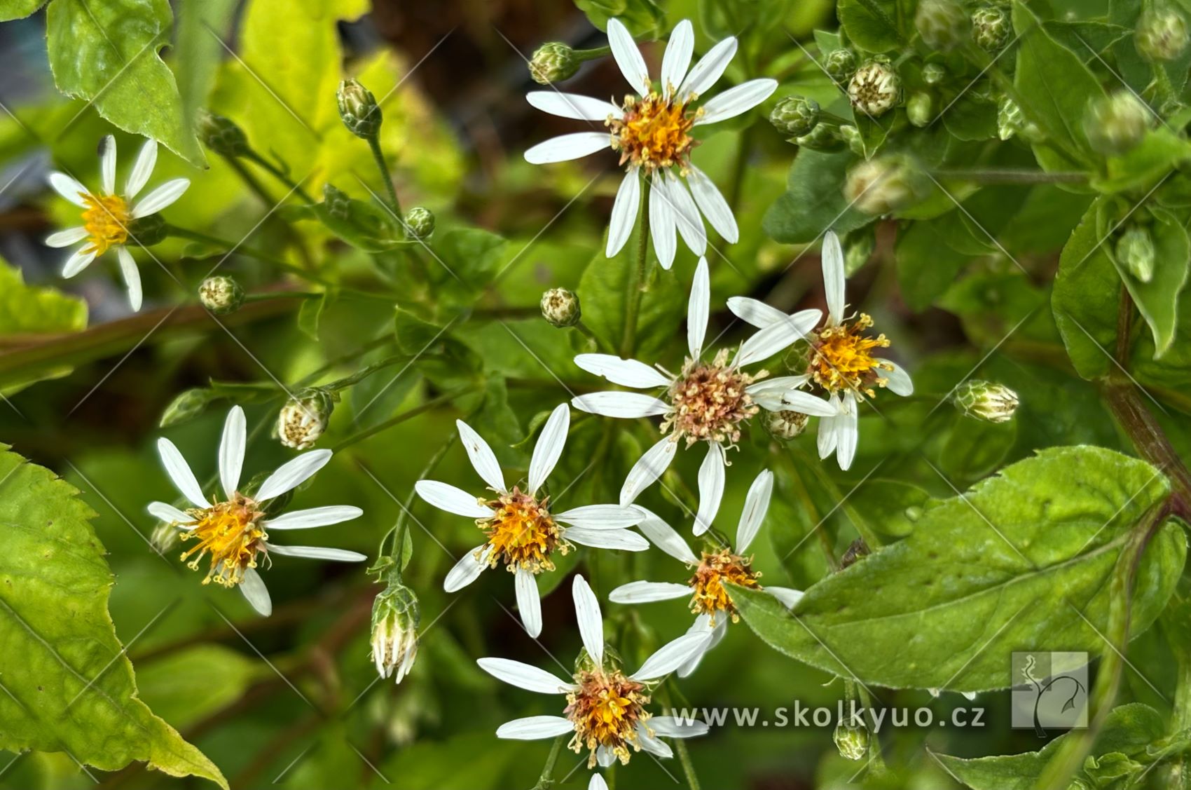 Aster macrophyllus ´Albus´