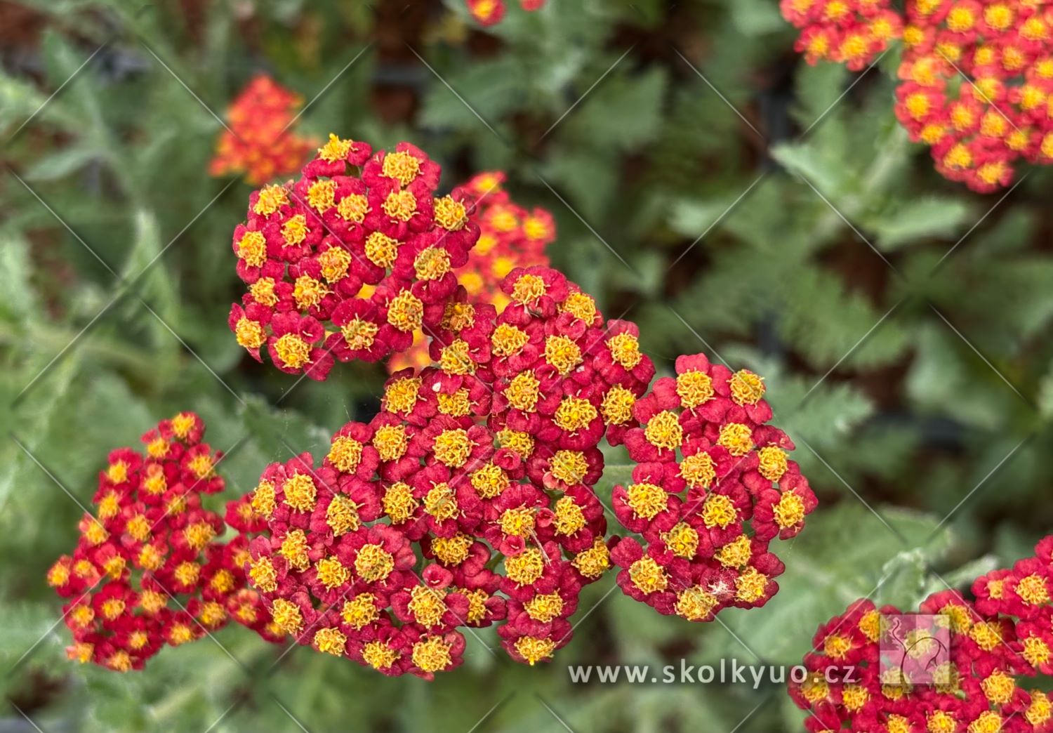 Achillea millefolium ´Walther Funcke´