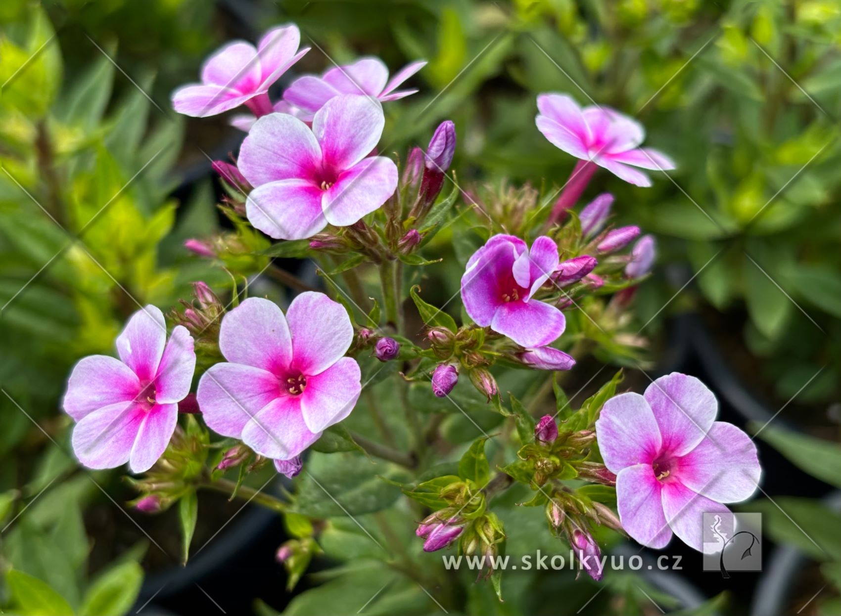 Phlox paniculata ´Early® Lavender Pop´