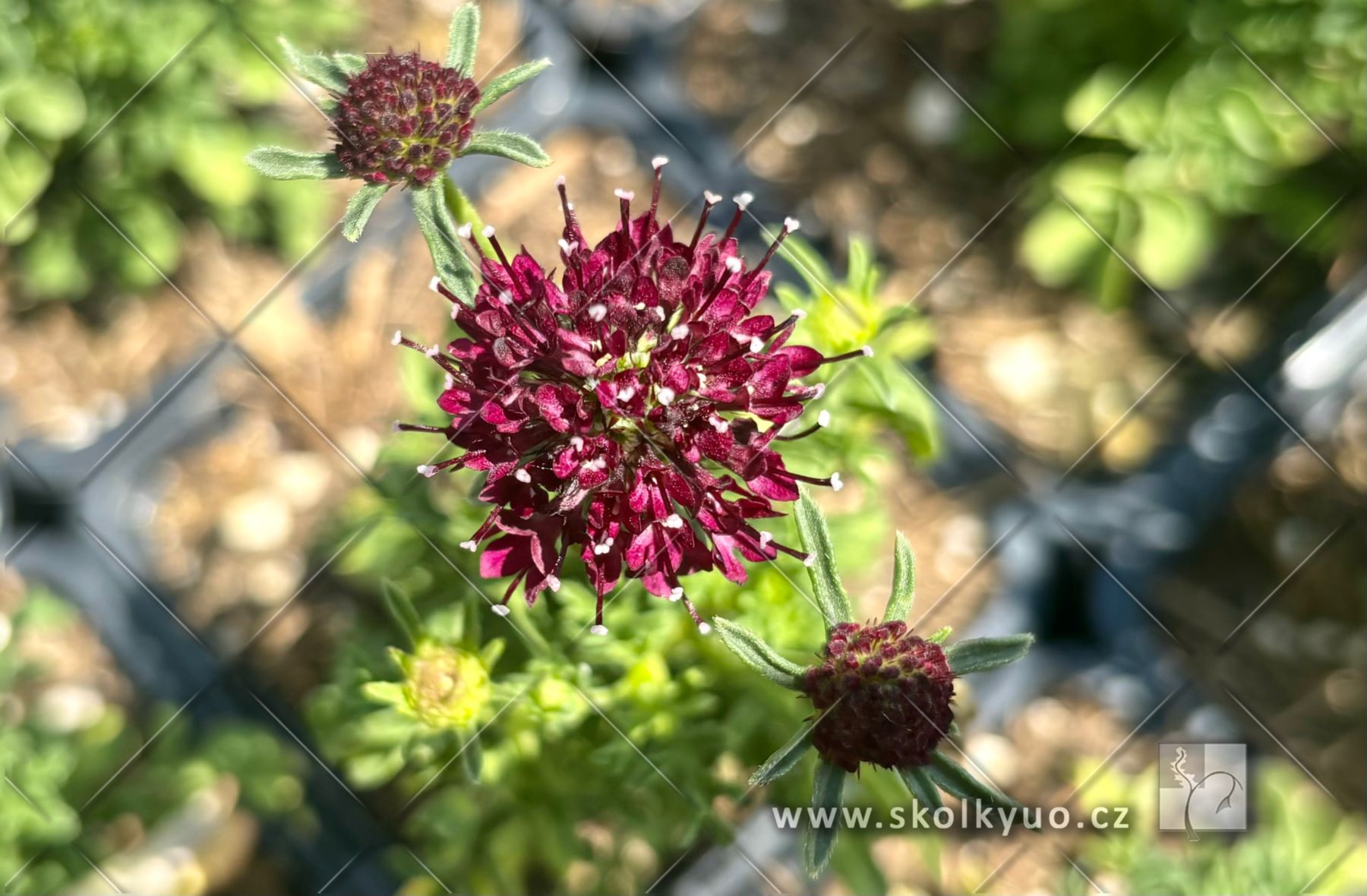 Scabiosa ´Barocca´