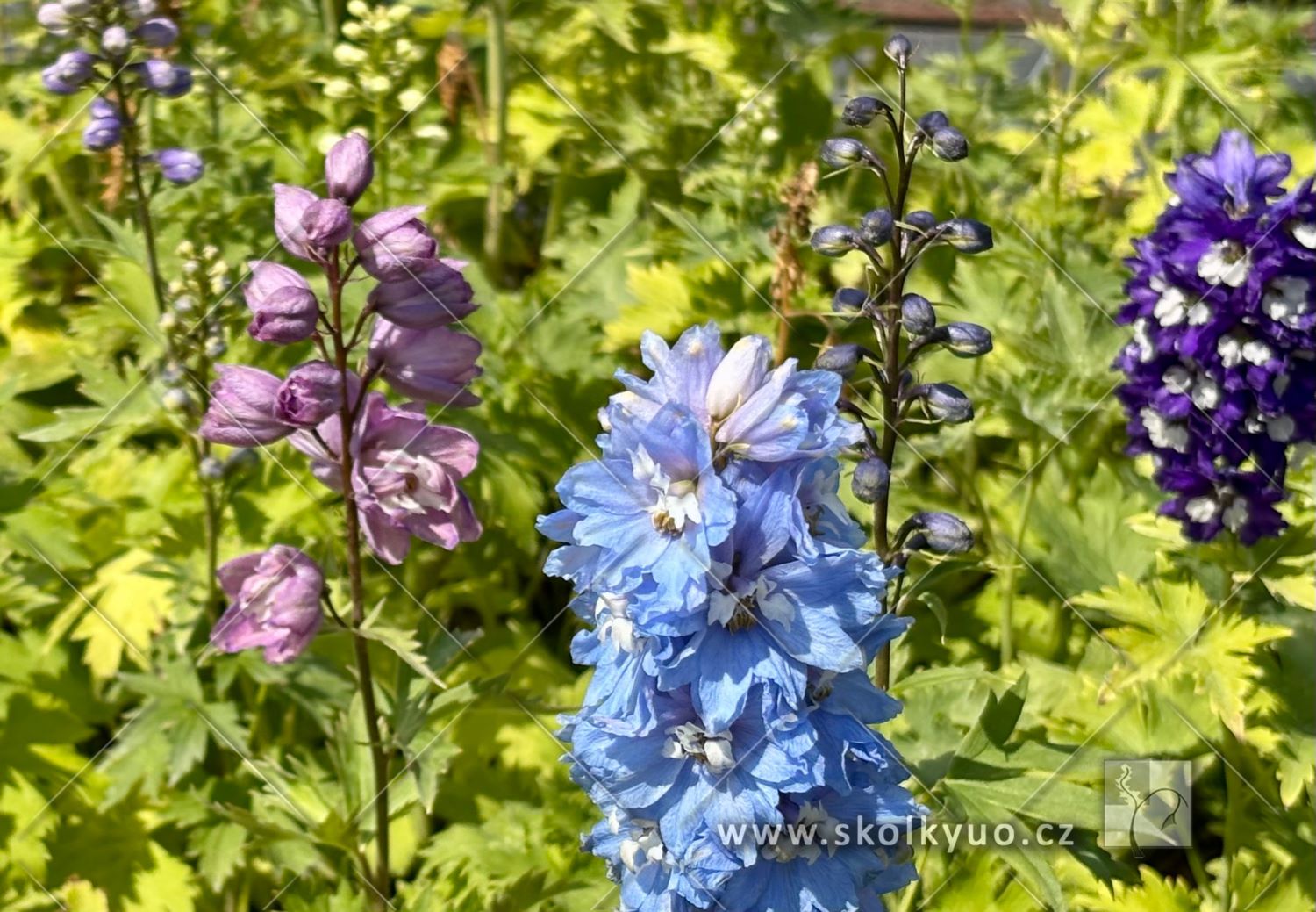Delphinium ´Magic Fountain Mix´