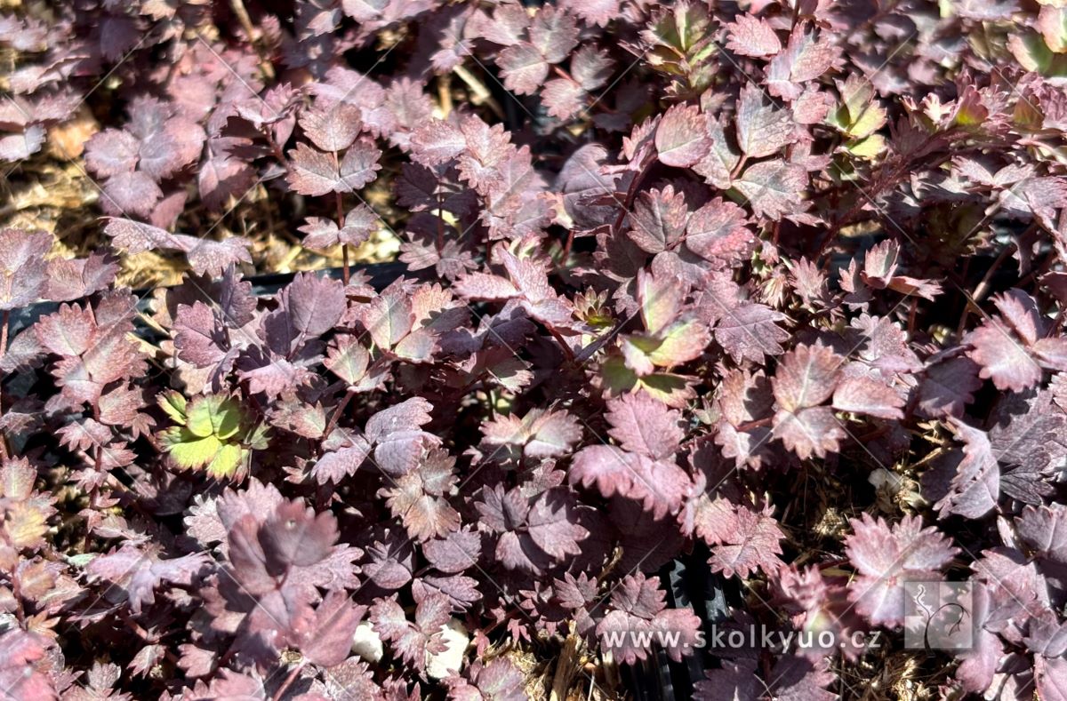 Acaena inermis ´Purpurea´