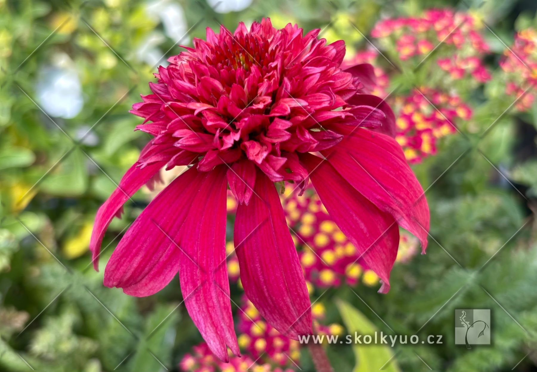 Echinacea ´Sombrero® Double Cranberry´