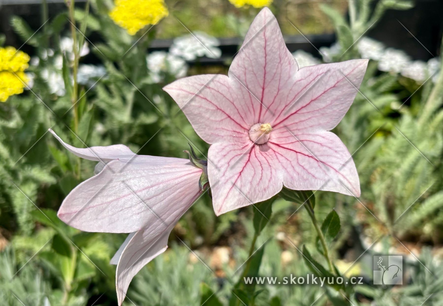 Platycodon grandiflorus ´Fuji Pink´