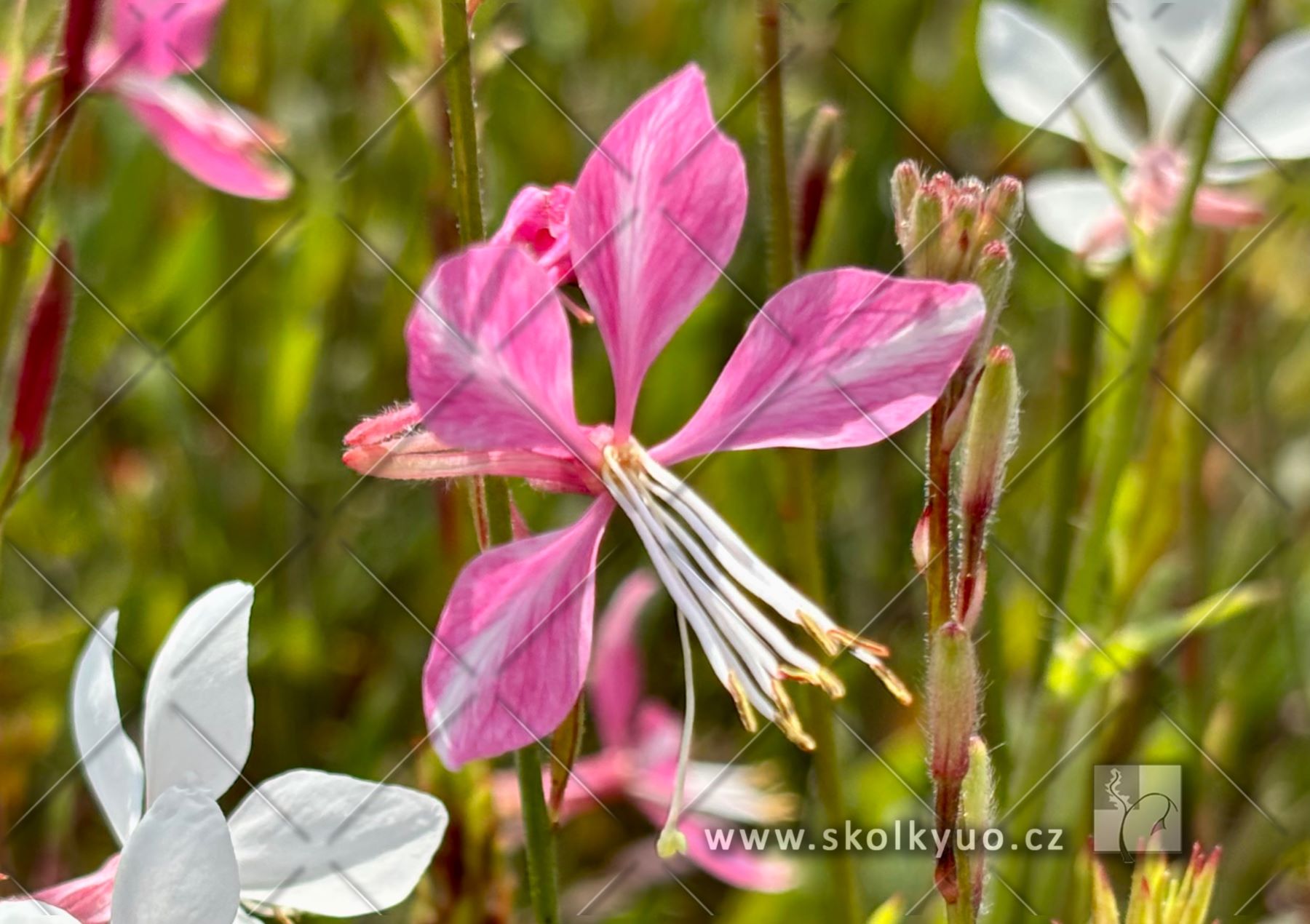 Gaura lindheimeri ´Emmeline Pink Bouquet´