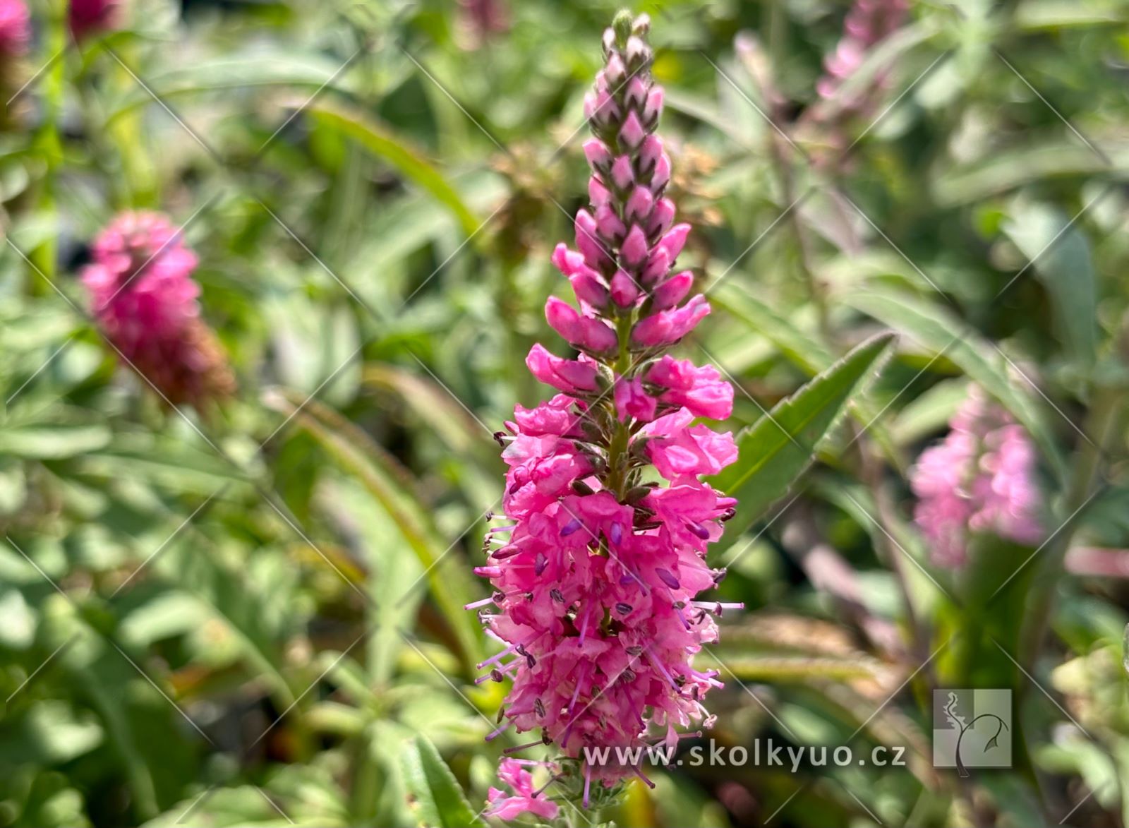 Veronica spicata ´Rosa Zwerg´