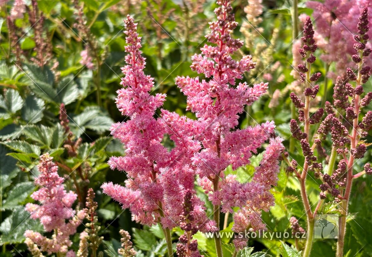 Astilbe chinensis ´Vision in Pink´