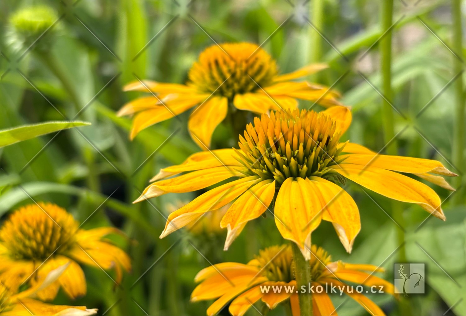 Echinacea ´Lakota± Yellow´