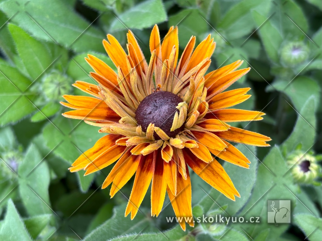 Rudbeckia ´Flamenco® Bright Orange´