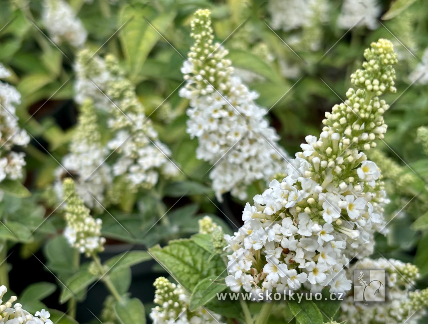 Buddleja davidii ´Chrysalis± White´