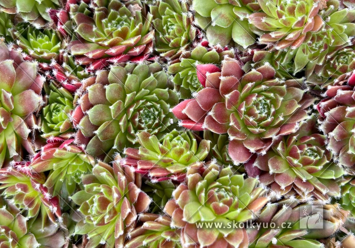 Sempervivum hybridum ´Cassiopea´