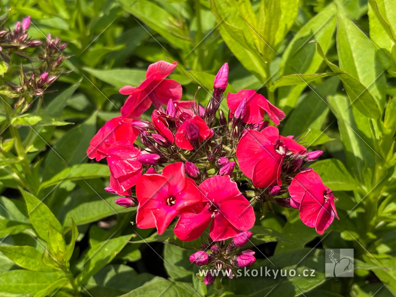 Phlox paniculata ´Flame® Watermelon´
