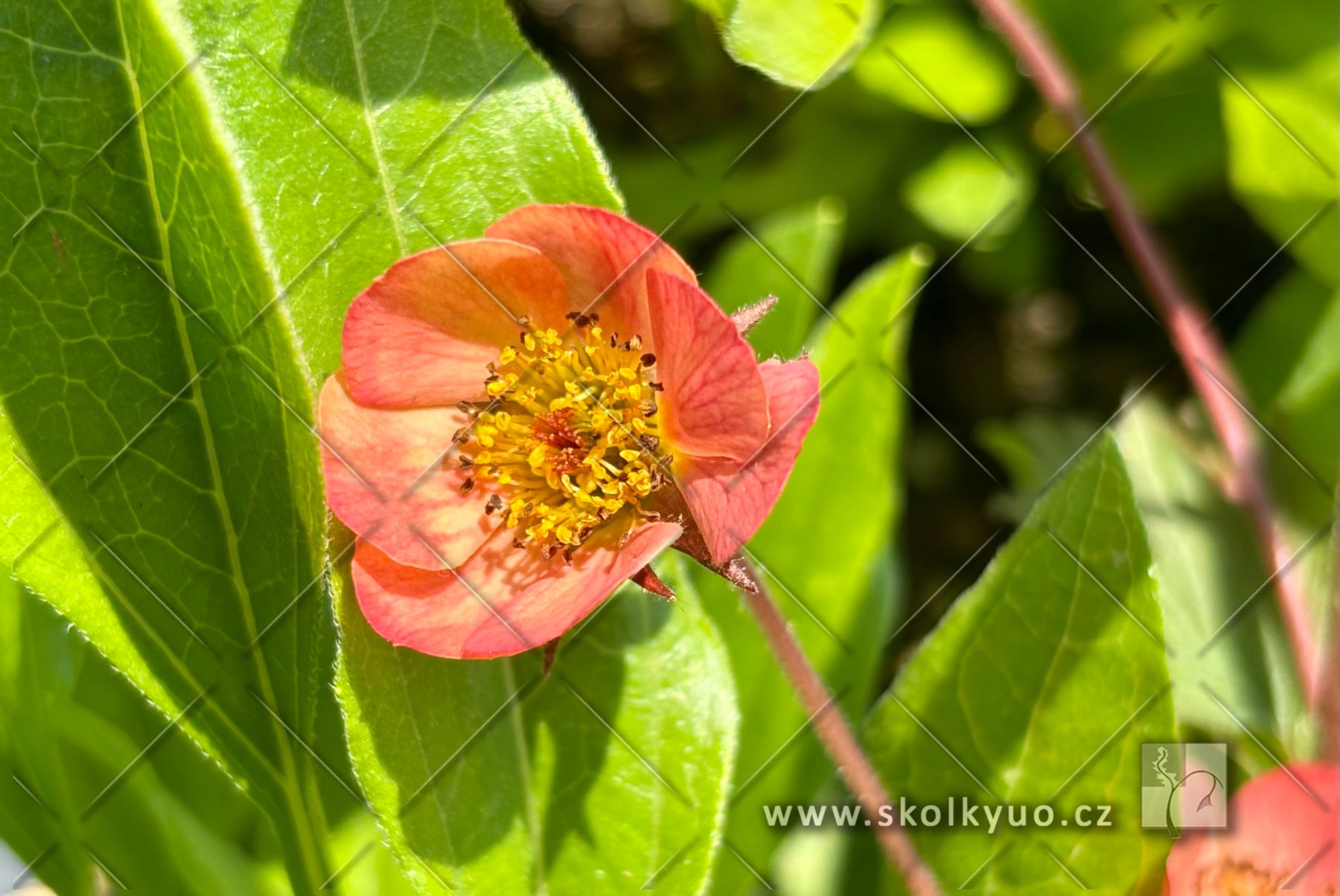 Geum ´Mango Lassi´