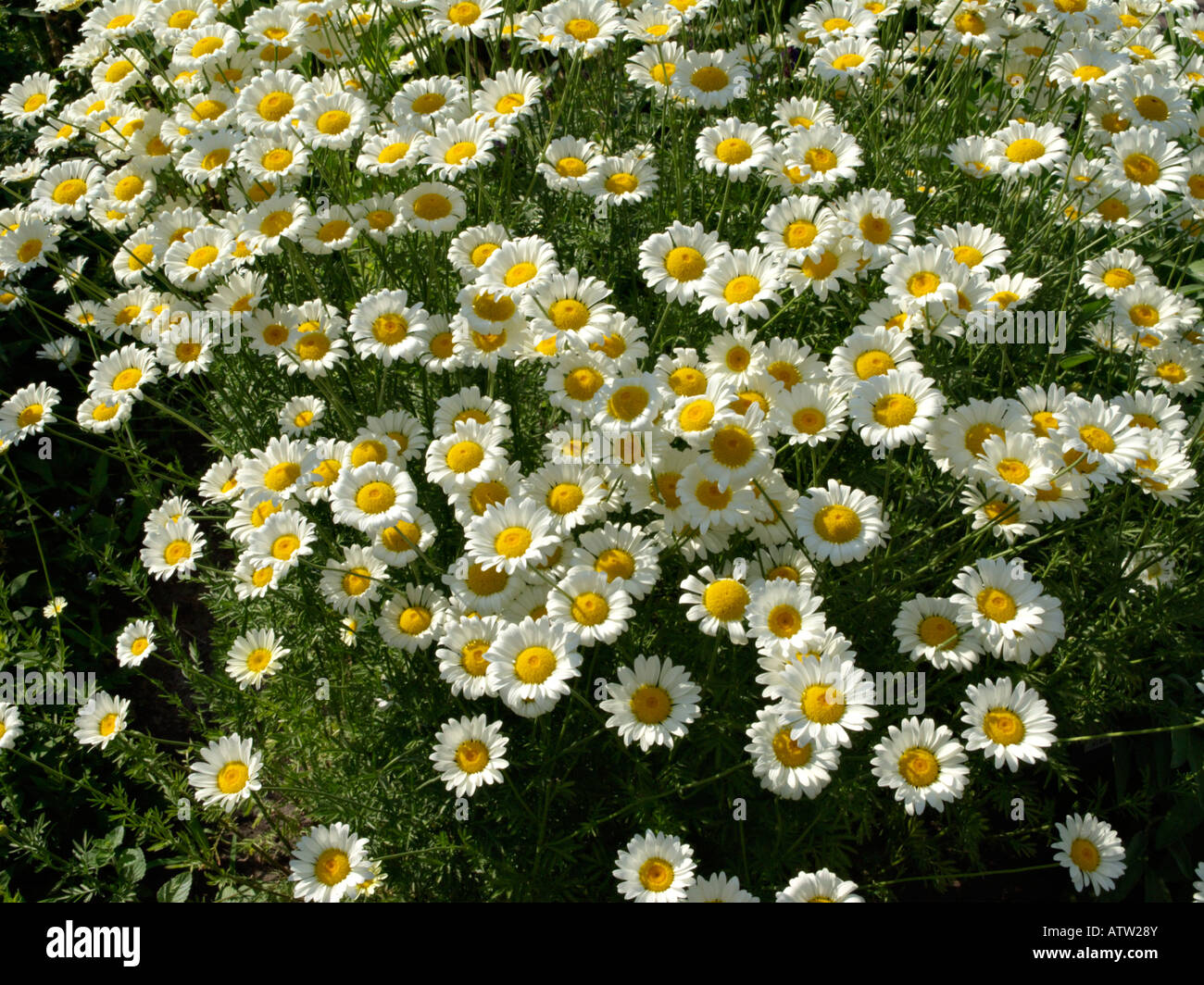Anthemis tinctoria ´Sauce Hollandaise´