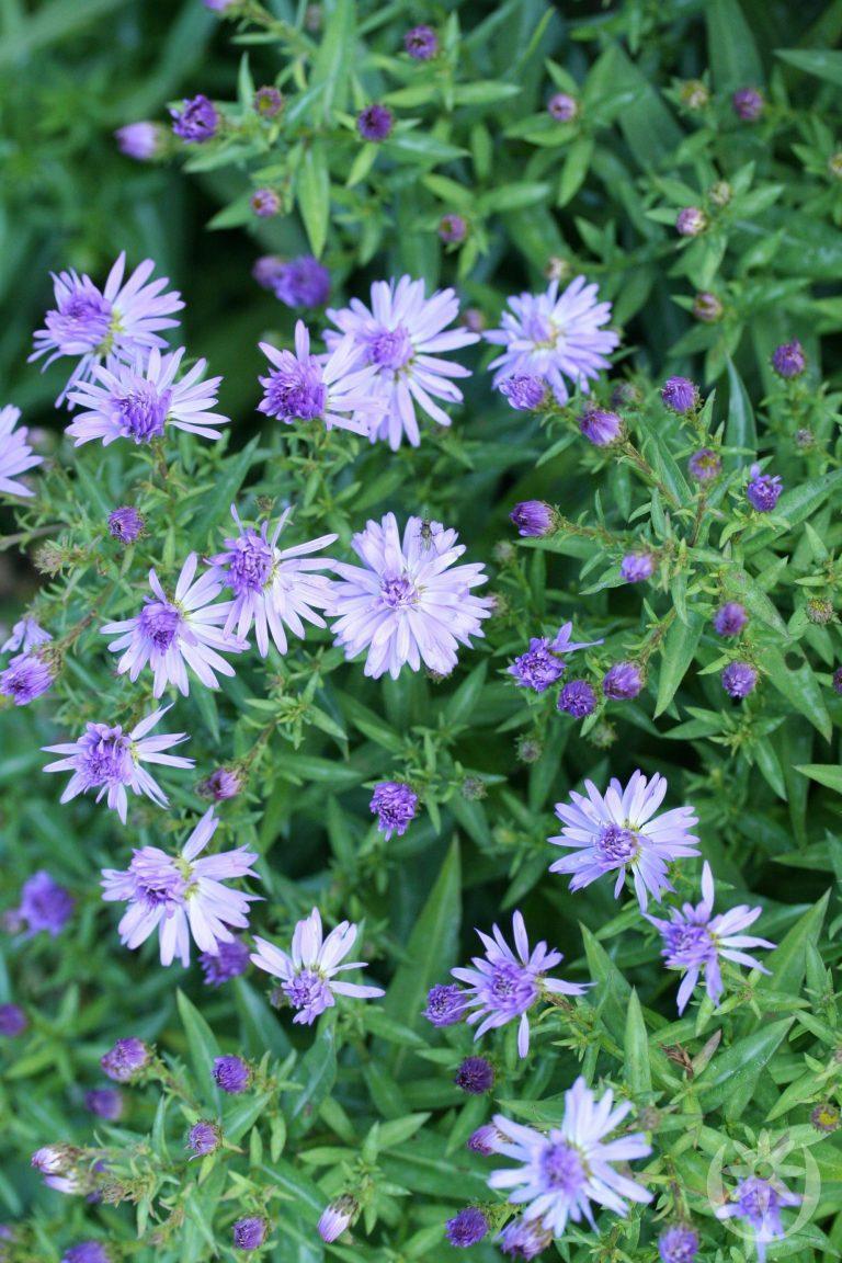 Aster dumosus ´Mittelmeer´